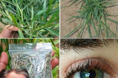 Discover the Unexpected Health Benefits of Crabgrass: A Natural Remedy for Wellness /d