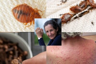 Natural Solutions for Bed Bugs: How Diatomaceous Earth and Cloves Can Help