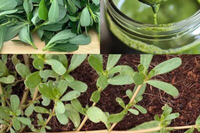 Purslane: The Underestimated Superfood with Maximum Health Benefits./lo