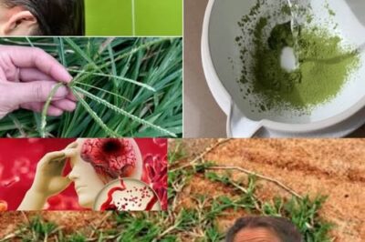 Grama de Caranguejo: A Planta Inesperada do Quintal com Notáveis Benefícios para a Saúde./lo