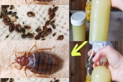 Effective Ways to Quickly Eliminate Bed Bugs, Cockroaches, and Fruit Flies