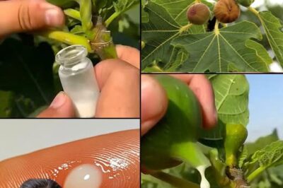 The Amazing Benefits of Fig Sap: Nature’s Hidden Elixir /d