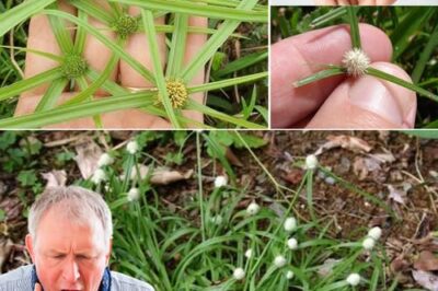 How to cure sore throat with Kyllinga brevifolia /d