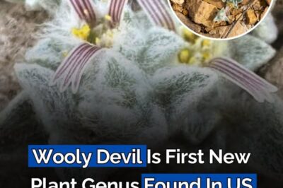 “Wooly Devil” Is First New Plant Genus Found In US National Park For Nearly 50 Years./lo