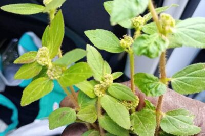 7 Surprising Benefits of Euphorbia Hirta /đh
