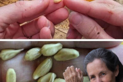Don’t Throw Away Lemon Seeds – They Are More Valuable Than You Think!