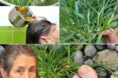 🌿 Crabgrass: The Superfood You Never Knew You Needed!(đh)