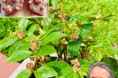 🌿 Euphorbia Hirta: The Hidden Healing Herb with 30 Amazing Health Benefits