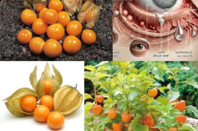 Goldenberries: The Superfruit for Sharper Vision, Stronger Immunity & Total Wellness 🍊✨