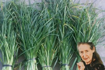 Goose Grass: The Overlooked Super Herb for Health & Gardening 🌿✨