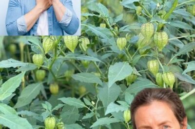 10 Incredible Health Benefits of Goldenberry (Uchuva): Unleash the Power of This Nutrient-Rich Superfruit./lo