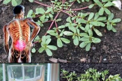 Purslane: The Superfood That Tastes Better Than Meat – 7 Reasons to Grow It in Your Garden /d