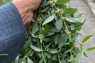 The Health Benefits of Euphorbia Thymifolia: A Powerful Yet Overlooked Herb /d