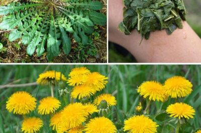 The Hidden Power of Dandelion: Nature’s Unpretentious Wonder and One of the Most Powerful Plants in the World… /lo