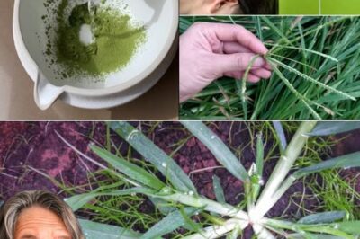 Goose Grass: The Hidden Super Herb That Can Heal Your Body Naturally!