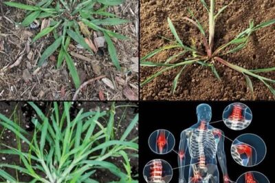 A exploração dos inúmeros benefícios e utilizações versáteis do capim-colchão revela o seu potencial como um complemento valioso para jardins, remédios naturais e até mesmo pratos culinários. /lo