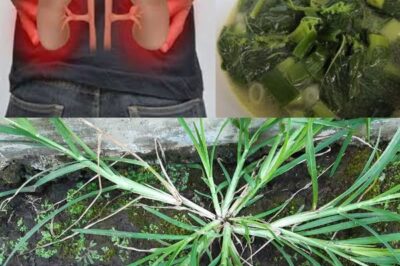 Goosegrass (Eleusine indica): o herói desconhecido para a saúde renal./lo