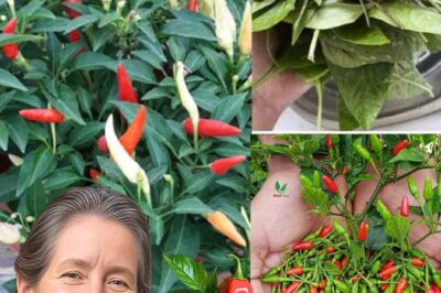 Discover the Untapped Potential of Chili Pepper Leaves: A Nutritional Powerhouse for Your Health and Kitchen