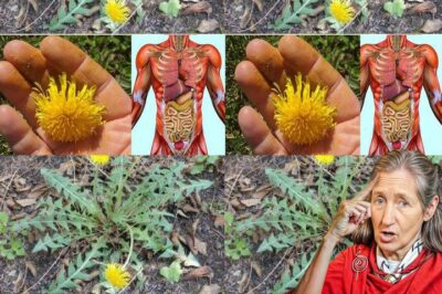 The Hidden Power of Dandelion Root: A Natural Remedy for Whole-Body Health