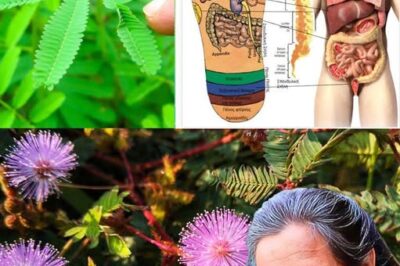 The Healing Power of Mimosa Pudica: 10 Health Benefits and How to Use This Amazing Plant /d