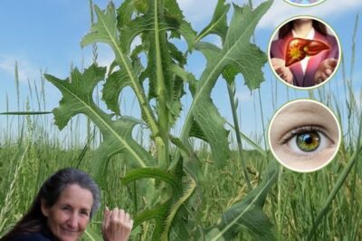 O poder oculto da alface espinhosa: a despretensiosa maravilha da natureza…