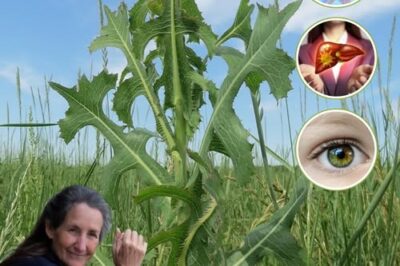 Lactuca Serriola: The Power of Prickly Lettuce That Grows Everywhere./lo