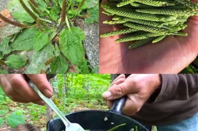 The Hidden Healing Power of Plantain Leaf: Nature’s Quiet Miracle Herb /d