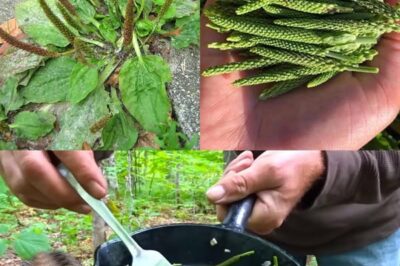 Why Are Herbalists Raving About Plantain Leaf? Discover Its Unmatched Benefits! /lo
