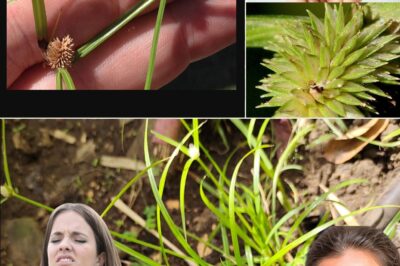 🌿 Kyllinga Brevifolia: Nature’s Underrated Healer for Holistic Health and Wellness