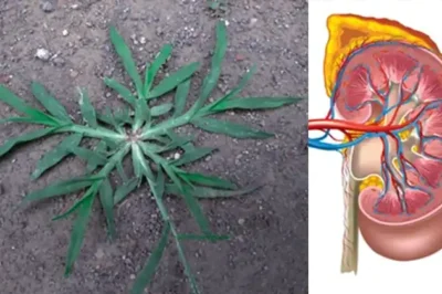 Goosegrass (Eleusine indica): A Natural Ally for Kidney Health (an)