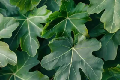 Harnessing the Power of Fig Leaves: A Natural Remedy for Diabetes and More (an)