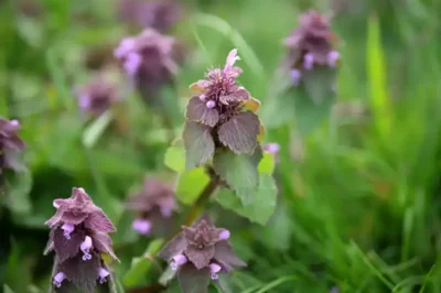 Purple Deadnettle (Lamium purpureum): A Hidden Gem of Medicinal and Practical Uses (an)