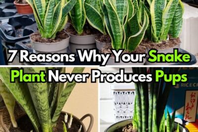 7 Reasons Why Your Snake Plant Never Produces Pups (And How to Fix It)./lo