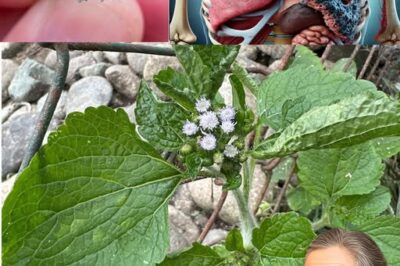 The Incredible Healing Power of Billygoat Weed (Ageratum conyzoides): 15 Health Benefits You Should Know About /d