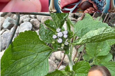 🌿 The Incredible Healing Power of Billygoat Weed (Ageratum conyzoides): 15 Health Benefits You Should Know