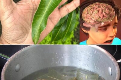 The Hidden Power of Mango Leaves: 30 Benefits and Homemade Uses