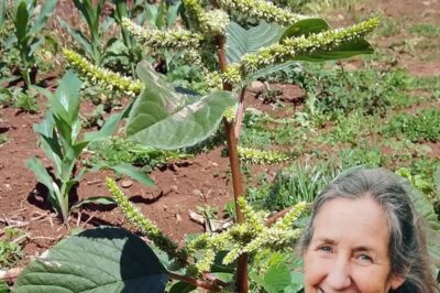 Os 10 principais benefícios da erva-caruru para a saúde: uma potência nutricional para a sua dieta