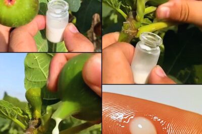 Fig Sap: Lihim na Kapangyarihan ng Kalikasan — Mas Mahalaga Pa Kaysa Ginto! 🌿✨