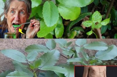The Incredible Healing Power of the Leaf of Life (Bryophyllum pinnatum) /d