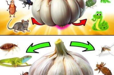 Natural Pest Control with Garlic: A Simple, Chemical-Free Solution