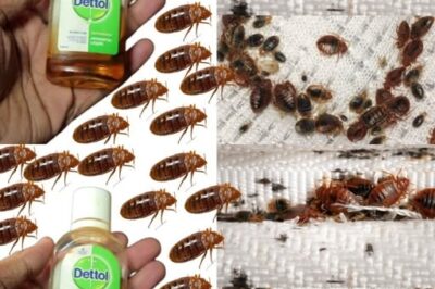 How to get rid of bed bugs in 2 minutes /d