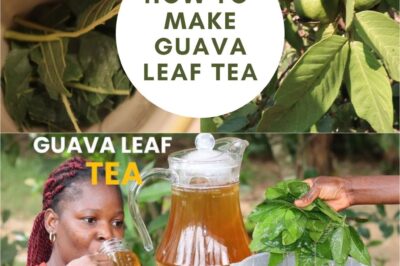 🍃 Guava Leaf Tea: The Gentle Herbal Drink Your Body Will Thank You For