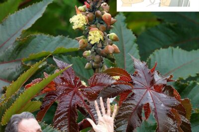 Unlock the Health Benefits of the Castor Bean Plant: A Natural Remedy for Wellness./lo