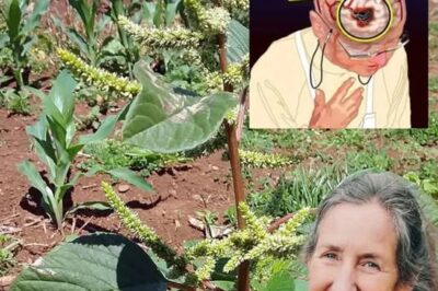 Discover the Hidden Gem in Your Garden: Bledo Blanco – The Overlooked Superfood and Brain Oxygenator /d