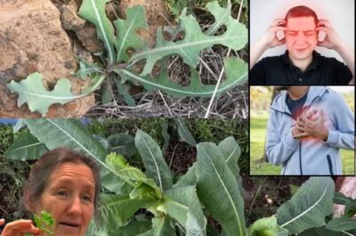 Lactuca Serriola: The Power of Prickly Lettuce That Grows Everywhere /d