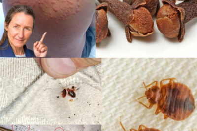 Bedbug: How does it live? How to eradicate it from the house with this simple method /đh
