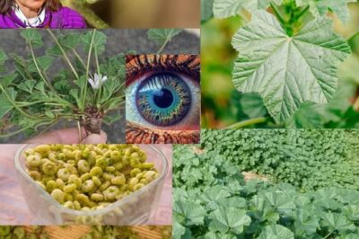 Unlocking the Secret Health Benefits of Common Mallow: Nature’s Wonder Herb for Wellness /d