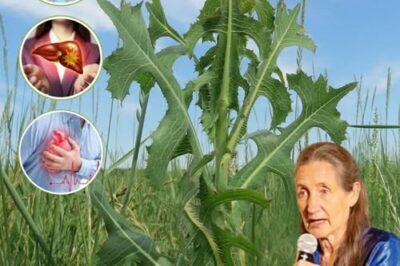 Lactuca Serriola: The Power of Prickly Lettuce That Grows Everywhere /d