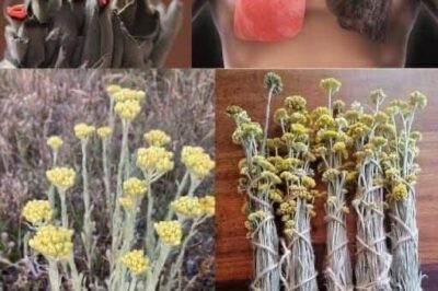 The benefits of the highland flower (also known as “Shepherd’s flower”) against smoking: