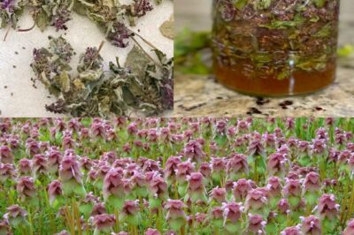 Purple Deadnettle (Lamium purpureum): A Hidden Gem of Medicinal and Practical Uses